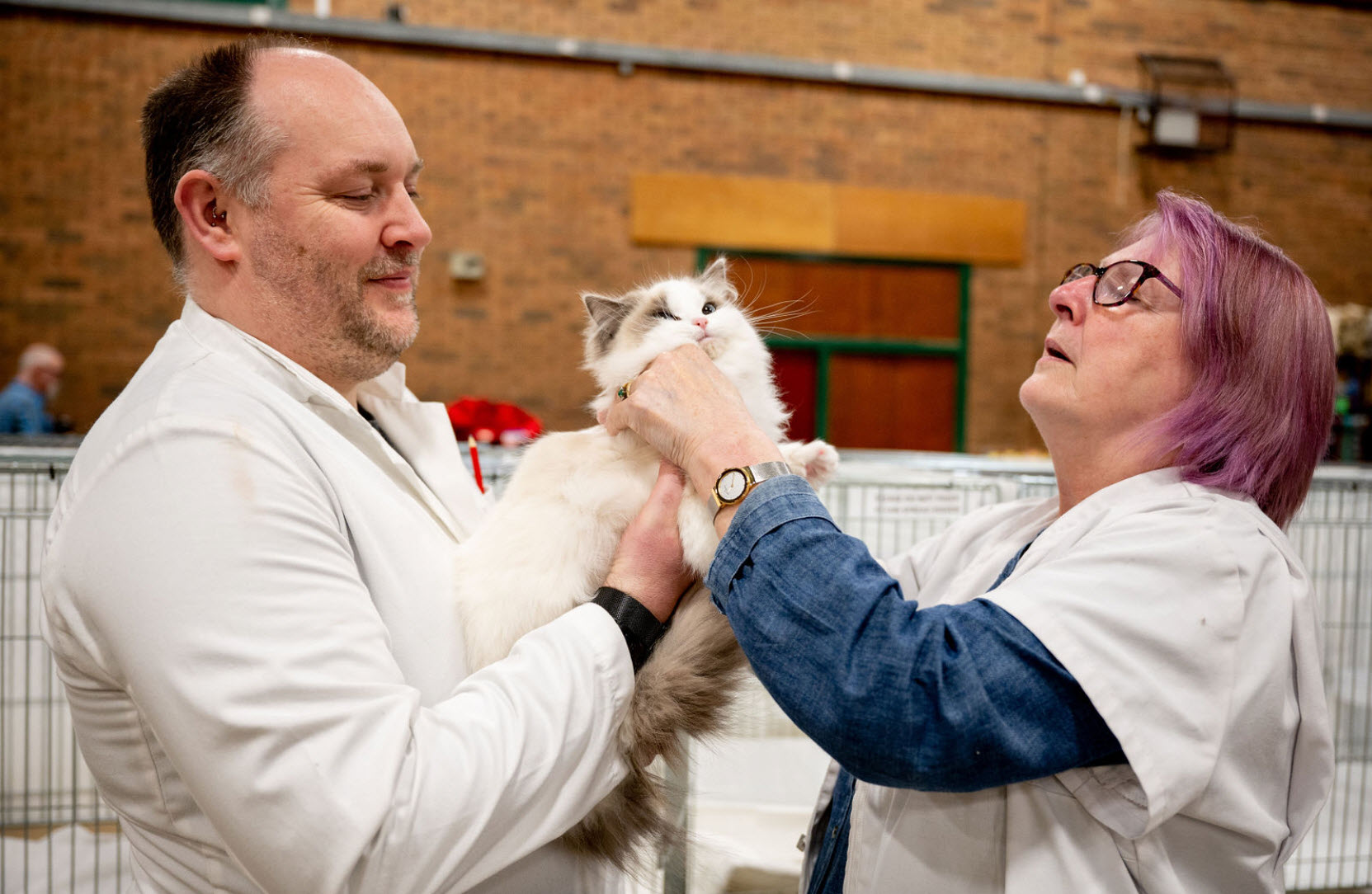 A GCCF judge assessing a cat at the bench